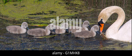 Höckerschwan Cygnus olar mit einer Familie von Frisch geschlüpfte cygnets Norfolk Stockfoto