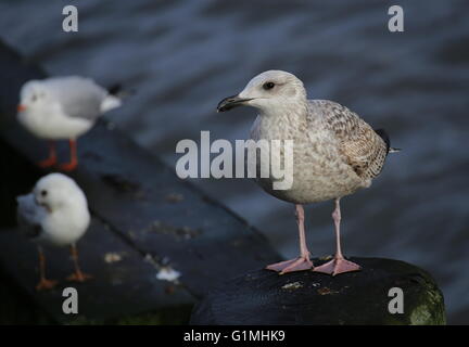Verschiedene Möwen (Europäische Silbermöwe - Larus Argentatus-Lachmöwe Chroicocephalus Ridibundus) am Meer mit einem Stockfoto