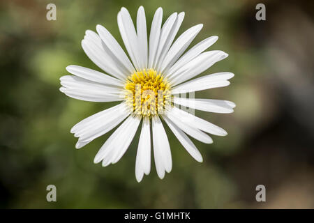 Celmisia Hookeri - White Daisy wie Blume mit gelber Mitte weichen Hintergrund unscharf Laub Stockfoto