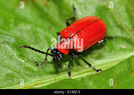 Scarlet Lily Käfer (Lilioceris Lilii). Auffallende rote Käfer in der Familie Crysomelidae, bekannt als Schädling von Gartenpflanzen Stockfoto