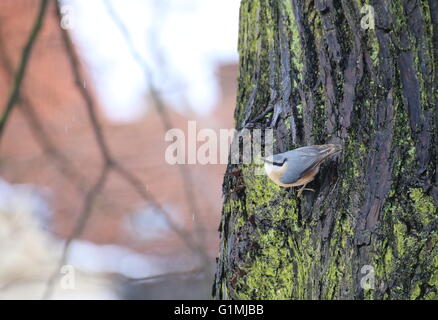 Eurasion Kleiber (Sitta Europaea) sitzt an der Seite eines Stammes. Stockfoto