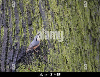 Eurasion Kleiber (Sitta Europaea) sitzt an der Seite eines Stammes. Stockfoto