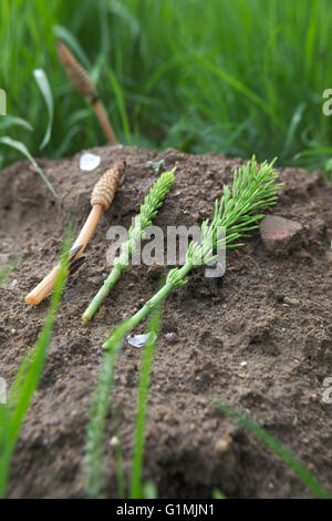 Drei Stämme des Feld-Schachtelhalm (Equisetum Arvense). Links gehört zu einer fruchtbaren, Spore, mit Stiel, während die anderen beiden St sind Stockfoto