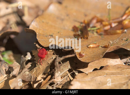 Roter samt Milbe (Trombidium Holosericeum) auf den trockenen Blättern. Stockfoto