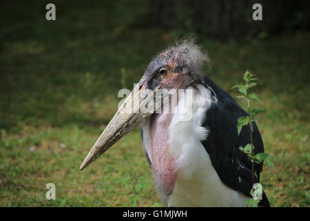 Porträt von Marabou Storch (Leptoptilos Crumenifer). Stockfoto