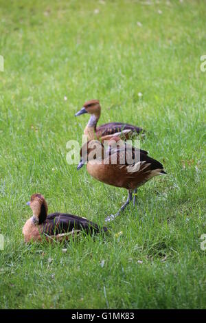 Mehreren Fulvous Pfeifen Enten (Dendrocygna bicolor) auf dem Rasen. Stockfoto