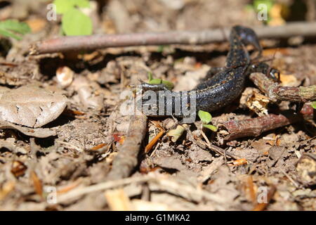 Ein Alipne Newt (Ichthyosaura Alpestris) sitzen auf dem Boden in der Sonne. Stockfoto