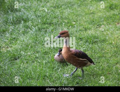 Zwei Fulvous Pfeifen Enten (Dendrocygna bicolor) auf dem Rasen. Stockfoto