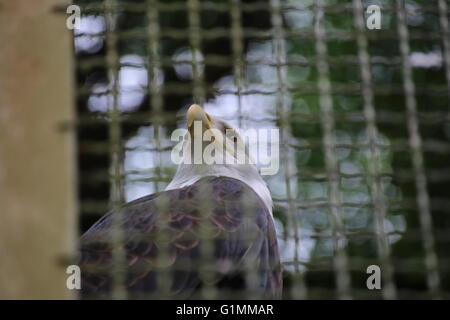 Ein Weißkopf-Seeadler (Haliaeetus Leucocephalus) in einem Käfig. Stockfoto