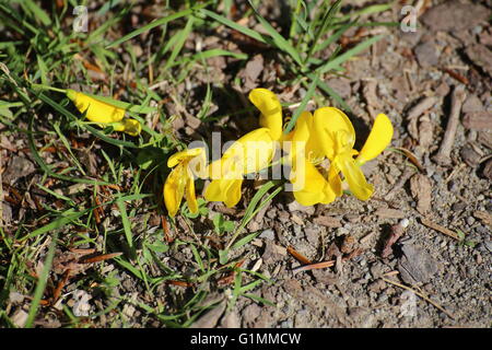 Gelbe Blüten des gemeinsamen Ginster (Cytisus Scoparius), auf dem Boden liegend. Stockfoto