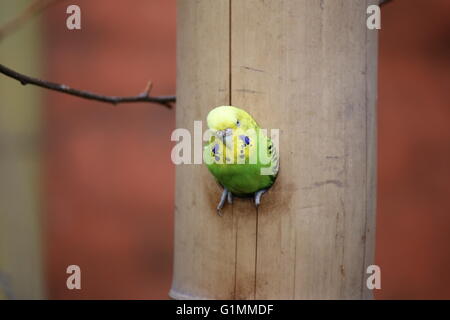 Wellensittich (Melopsittacus Undulatus) sitzt in einem Loch im Holz. Stockfoto