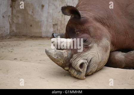 Detail der schwarze Nashorn (Diceros Bicornis) auf dem Boden liegend. Stockfoto