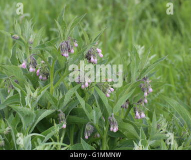 Gemeinsamen Beinwell (Symphytum Officinale) Pflanze mit Blüten. Stockfoto