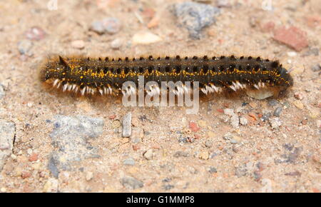 Trinker (Euthrix Potatoria) Raupe auf einem Kies-Boden. Stockfoto
