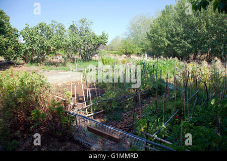 Food Garden in Hebron Guesthouse in Piekenierskloof im Western Cape - Südafrika Stockfoto