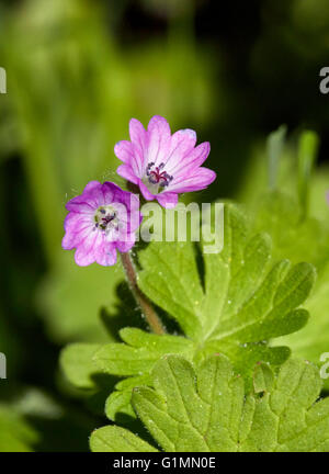 Dove's-foot Crane's-Bill. Hurst Lake, West Molesey, Surrey, England. Stockfoto