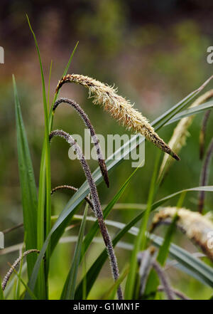 Hängende Segge (Carex Pendel).  Bookham Common, Surrey, England. Stockfoto