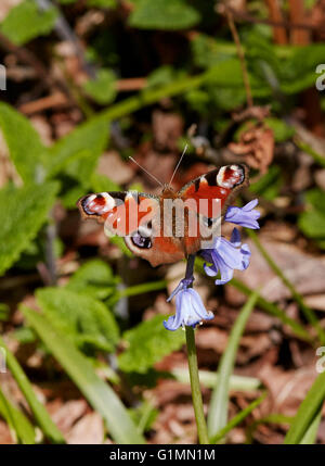 Tagpfauenauge auf Bluebell Blume.  Fairmile Common, Esher, Surrey, England. Stockfoto