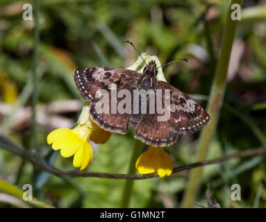 Schmuddeligen Skipper Schmetterling auf Schlüsselblume Blüte.  Noar Hill Naturschutzgebiet, Selborne, Hampshire, Surrey, England. Stockfoto