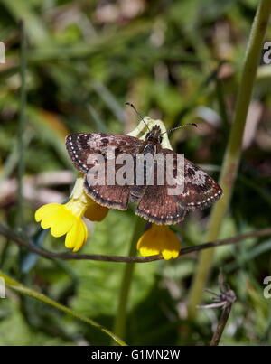 Schmuddeligen Skipper Schmetterling auf Schlüsselblume Blüte.  Noar Hill Naturschutzgebiet, Selborne, Hampshire, Surrey, England. Stockfoto