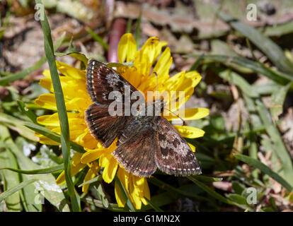 Schmuddeligen Skipper Schmetterling auf Löwenzahn.  Noar Hill Naturschutzgebiet, Selborne, Hampshire, Surrey, England. Stockfoto