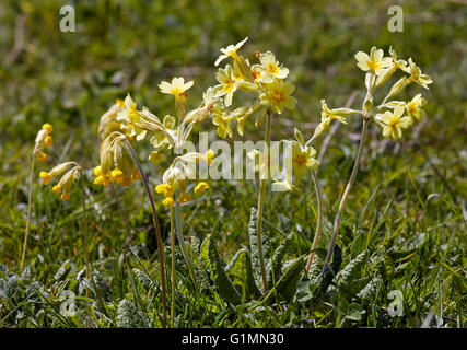 Schlüsselblumen (links) und falsche Oxlips (Primula Veris X vulgaris = Primula X polyantha).  Noar Hill Naturschutzgebiet, Selborne, Hampshir Stockfoto