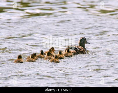 Stockente mit zehn Entenküken.  Fluß Themse, West Molesey Surrey, England. Stockfoto