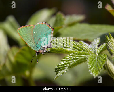 Grüner Zipfelfalter auf Bramble Blatt. Fairmile Common, Esher, Surrey, England. Stockfoto