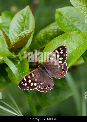 Gesprenkelte Holz Schmetterling.  Hurst Wiesen, West Molesey Surrey, England. Stockfoto