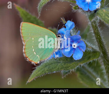 Grüner Zipfelfalter Nectaring auf grün Alkanet.  Fairmile Common, Esher, Surrey, England. Stockfoto