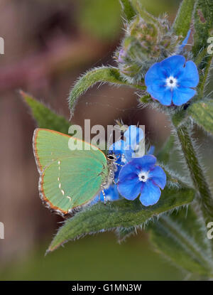 Grüner Zipfelfalter Nectaring auf grün Alkanet.  Fairmile Common, Esher, Surrey, England. Stockfoto