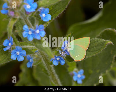 Grüner Zipfelfalter Nectaring auf grün Alkanet.  Fairmile Common, Esher, Surrey, England. Stockfoto