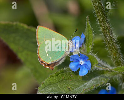 Grüner Zipfelfalter geben einen Einblick in seine braunen Oberseite Nectaring auf grün Alkanet.  Fairmile Common, Esher, Surrey, England. Stockfoto