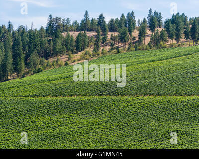 Weinberg am See Ya später Ranch und Weingut in der Nähe von Okanagan Falls, BC, Kanada. Stockfoto