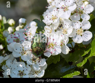 Rose Chafer Käfer auf Weißdorn-Blüten. Hurst Wiesen, West Molesey Surrey, England. Stockfoto