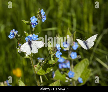 Grün-veined weiß Schmetterlinge und grünen Alkanet. Hurst Wiesen, West Molesey Surrey, England. Stockfoto