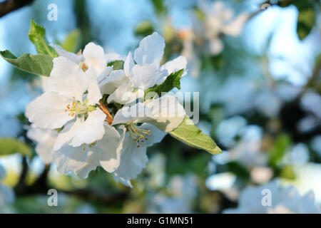 Herefordshire, UK - Mai 2016 - UK Wetter - die letzten Sonnenstrahlen des Abends Sonnenlicht auf weißen Apfelblüten in einer Apfelplantage Stockfoto