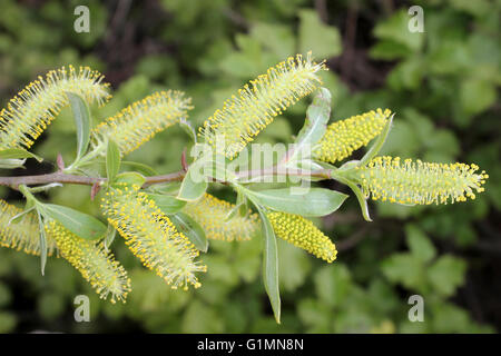 Crack Willow Kätzchen Salix fragilis Stockfoto