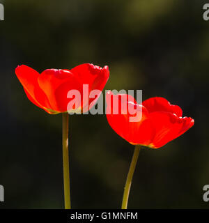 Paar rote glänzende Tulpen in einem dunkelgrünen Hintergrund Stockfoto