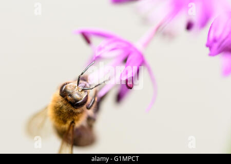 Makrofoto des sammeln Blütenpollen von lila Allium Blume Stockfoto