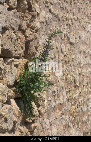 Eine Fieldstone Wand mit Blueweed (Echium Vulgare) auf ihm wachsen... Stockfoto