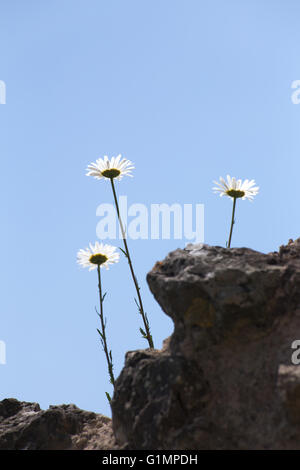 Conceptual beleuchtet wieder Schuss drei Gänseblümchen Familie Pflanzen wachsen in den blauen Himmel. Stockfoto