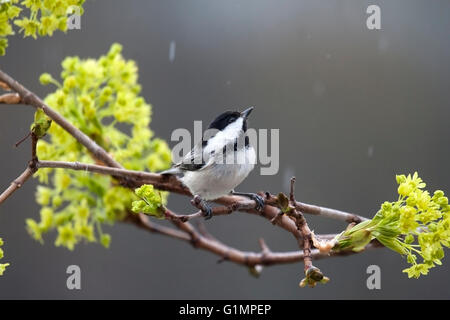 Schwarz begrenzt Meise Sitzstangen auf Ahorn Zweig im Frühlingsregen Stockfoto