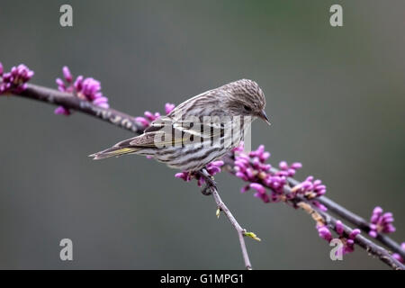 Pine Zeisig Sitzstangen auf Redbud Zweig im Frühling Stockfoto