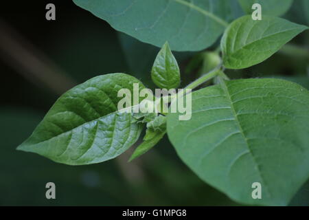 Knospen und Blättern der Tollkirsche (Atropa Belladonna). Stockfoto