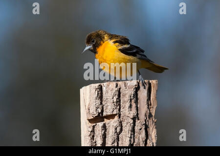 Weibliche Baltimore Oriole Sitzstangen auf Zaunpfahl Stockfoto