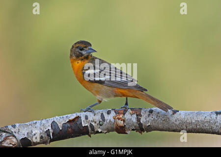 Weibliche Baltimore Oriole Sitzstangen auf Birke Zweig im Frühling Stockfoto