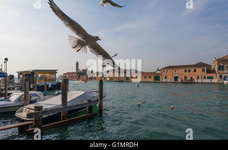 Canale San Donato mit Vaporetto Landung Navagero und Möwen Stockfoto