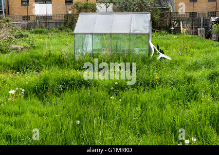 Vernachlässigte Schrebergarten, die mit Unkraut und eine leere Gewächshaus bewachsen ist Stockfoto