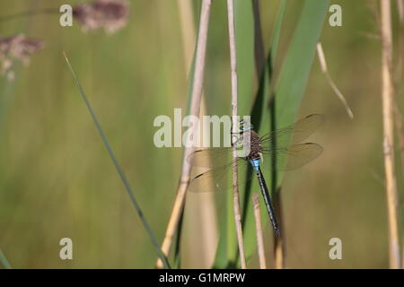 Männliche weniger Kaiser (Anax Parthenope) sitzen auf einem Reed-Stiel. Stockfoto